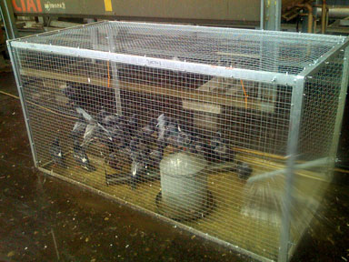 Cage de capture pour pigeons, 7 jours plus tard