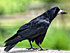 Effarouchement Corbeau Freux (Corvus frugilegus)