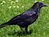 Effarouchement Corneille noire (Corvus corone)