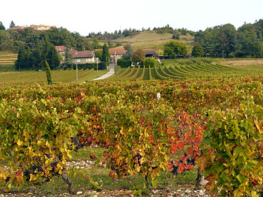 L'effarouchement par rapace : Protection des vignobles