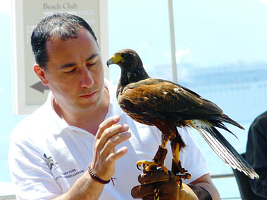 Christophe Puzin fauconnier professionnel et Big foot, buse de Harris femelle de 2 ans 
						 l'htel Martinez pendant le Festival de Cannes.