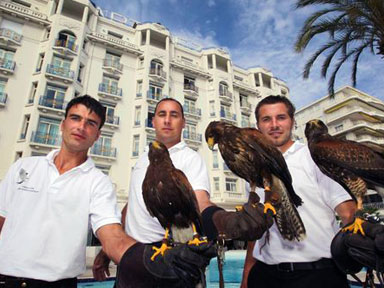 Effarouchement des goélands à l'hôtel Martinez pendant le Festival de Cannes