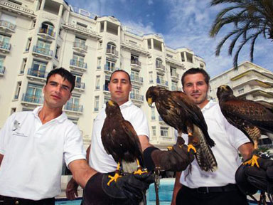 Effarouchement des golands  l'htel Martinez pendant le Festival de Cannes