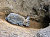 Effarouchement Lapin de Garenne (Oryctolagus cuniculus)