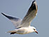 Effarouchement Mouette (Chroicocephalus ridibundus)