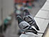 Effarouchement Pigeon Ramier (Columba palumbus)