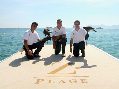 Hôtel Martinez Festival de Cannes : Christophe Puzin fauconnier professionnel et son équipe