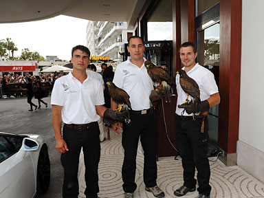 Htel Martinez Festival de Cannes : Christophe Puzin fauconnier professionnel et son quipe