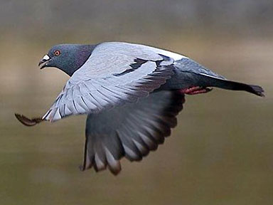 La capture de Pigeons biset