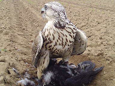 Prise d'un individu de la colonie de corbeaux