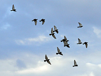 Vol de pigeons