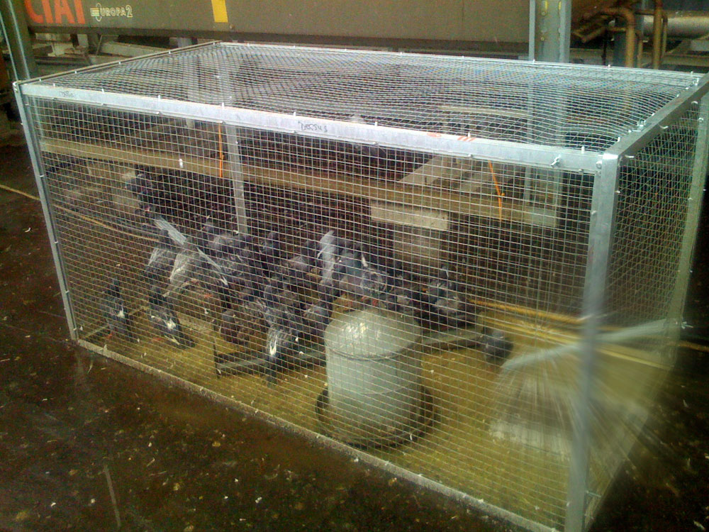 cage, cage a pigeon, piège, capture pigeon